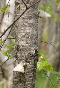 Piptoporus betulinus image