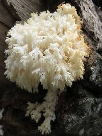 Hericium coralloides image