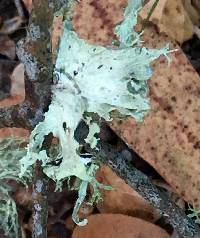 Ramalina canariensis image