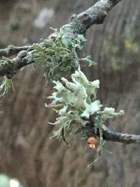 Ramalina canariensis image