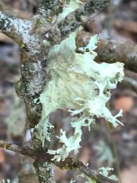 Ramalina canariensis image