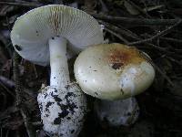 Amanita ocreata image