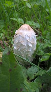 Coprinus comatus image