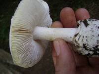 Amanita ocreata image