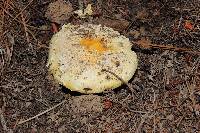 Amanita aprica image