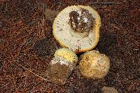 Amanita aprica image