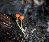 Mycena acicula image