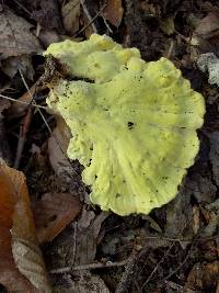 Laetiporus sulphureus image