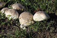 Agaricus xanthodermus image