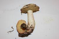 Suillus pungens image