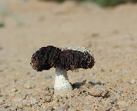 Agaricus texensis image