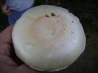 Amanita ocreata image