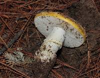 Amanita aprica image