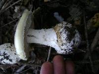 Amanita ocreata image