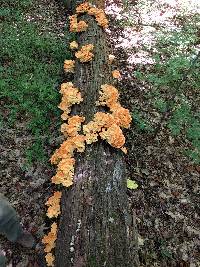 Laetiporus sulphureus image