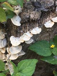 Trametes pubescens image