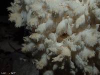 Hericium coralloides image