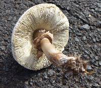 Chlorophyllum molybdites image