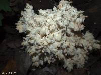 Hericium coralloides image