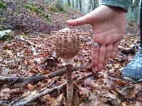 Macrolepiota procera var. procera image