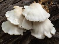 Pleurotus ostreatus image