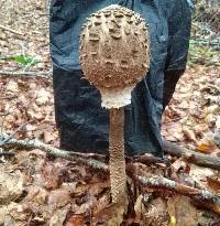 Macrolepiota procera var. procera image