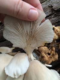 Pleurotus ostreatus image