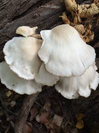 Pleurotus ostreatus image