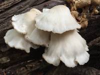 Pleurotus ostreatus image