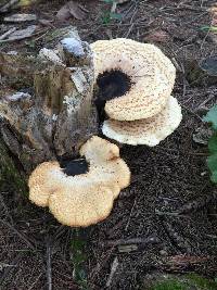 Polyporus squamosus image