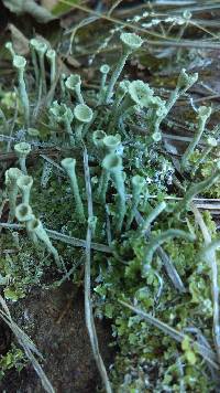 Cladonia chlorophaea image