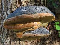 Phellinus igniarius image