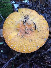 Amanita muscaria var. guessowii image