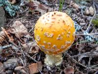 Amanita muscaria var. guessowii image