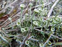 Cladonia chlorophaea image