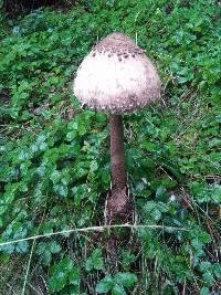 Macrolepiota procera var. procera image