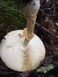 Amanita muscaria var. guessowii image