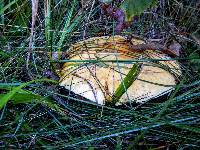 Amanita muscaria image