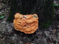 Laetiporus sulphureus image