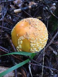 Amanita muscaria var. guessowii image