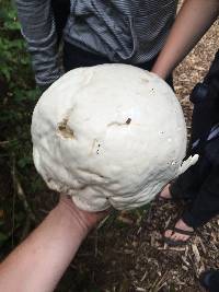 Calvatia gigantea image