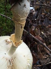 Amanita muscaria var. guessowii image