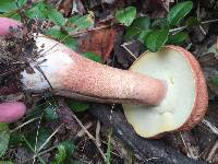 Boletus subcaerulescens image