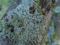 Physcia aipolia image