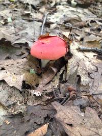 Russula emetica image