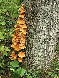 Laetiporus sulphureus image