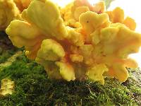 Laetiporus sulphureus image