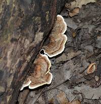 Trametes versicolor image