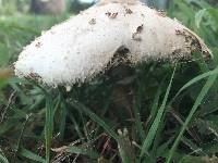 Chlorophyllum molybdites image