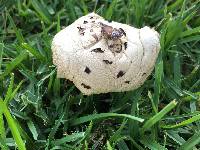 Chlorophyllum molybdites image